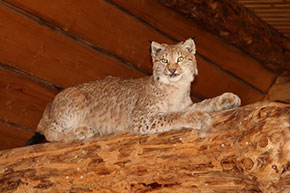 Jahituba, lamav, ilves